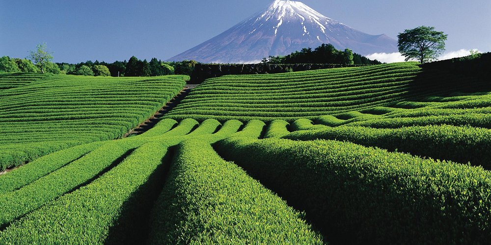 mt fuji and tea plantations